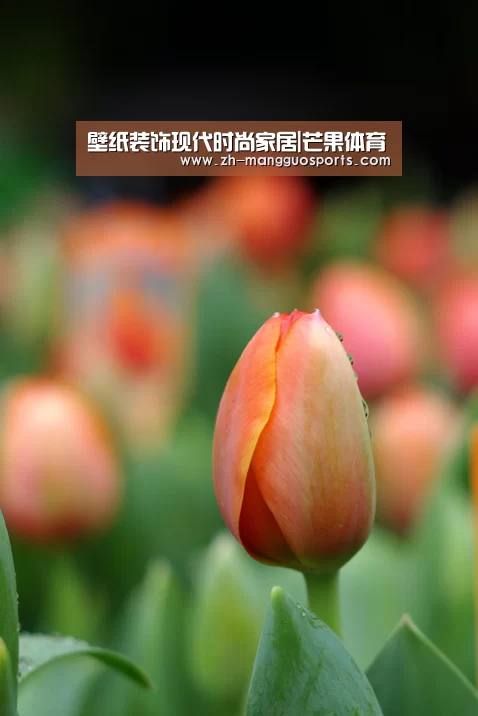壁纸装饰现代时尚家居|芒果体育